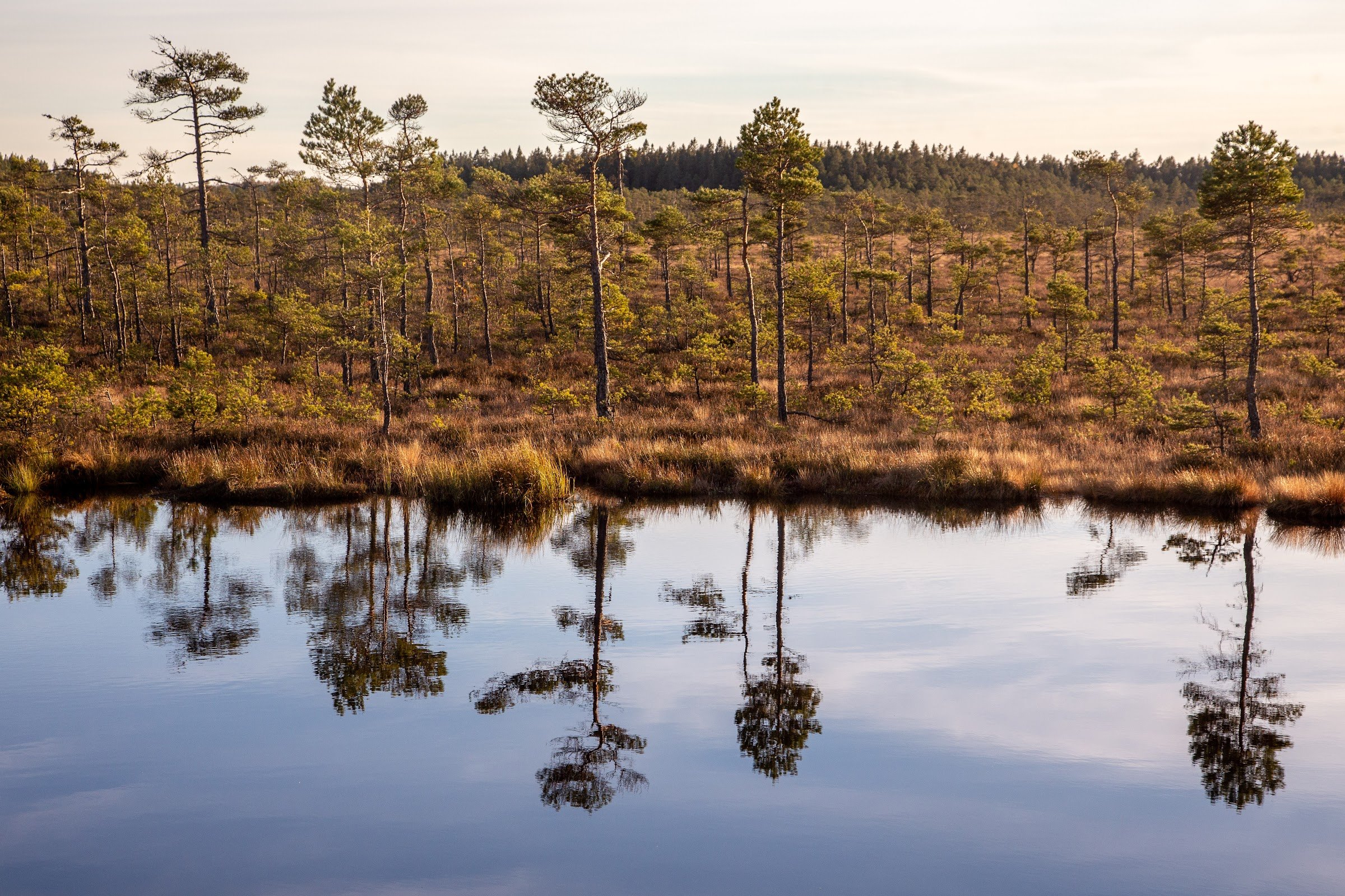 Dumme mosse (Dumme Mosse naturreservat)